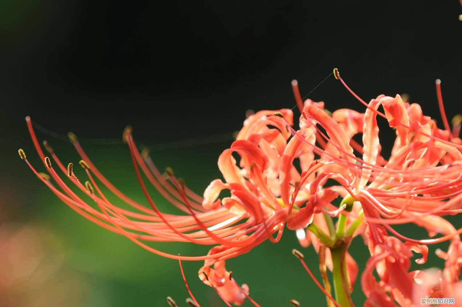 彼岸花在几月份开花 彼岸花什么季节开花,彼岸花几年才开花