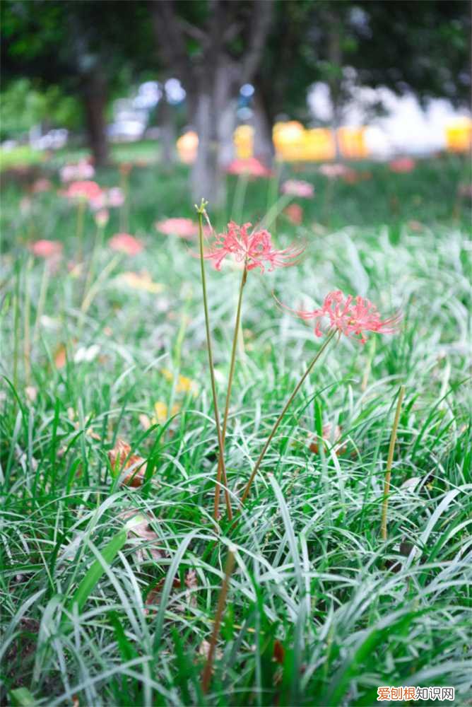 彼岸花在几月份开花 彼岸花什么季节开花,彼岸花几年才开花