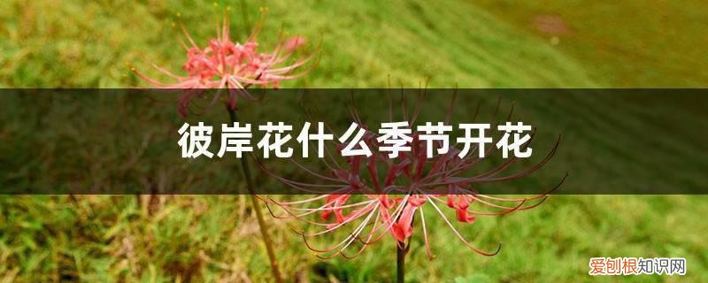 彼岸花在几月份开花 彼岸花什么季节开花,彼岸花几年才开花