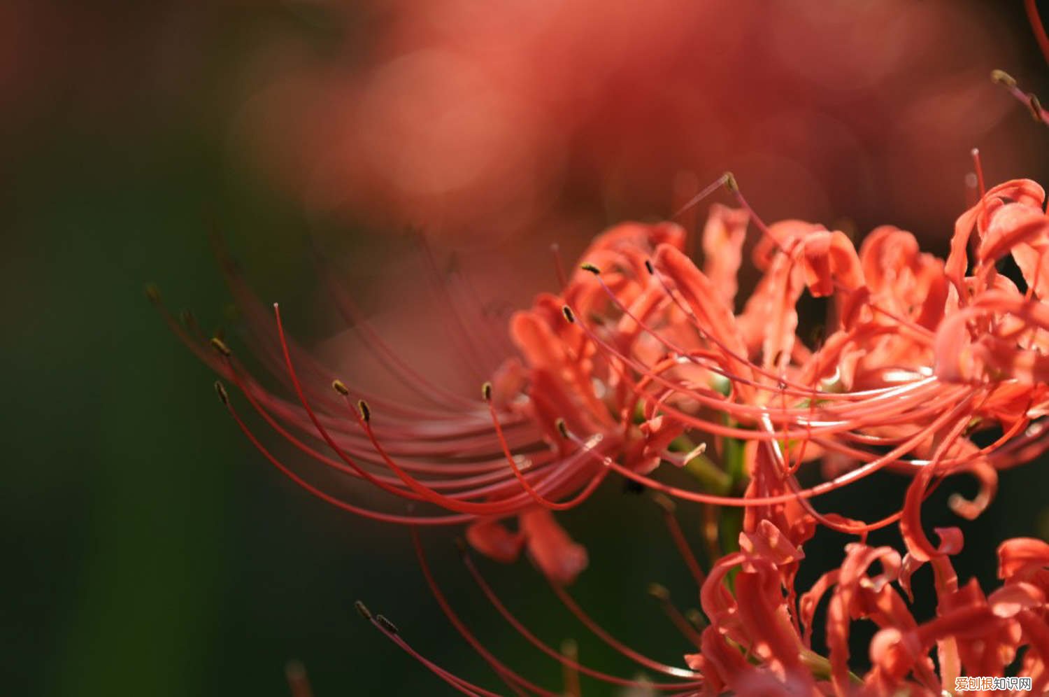 彼岸花开花了可以移栽吗 彼岸花如何开花，彼岸花开花后怎么处理