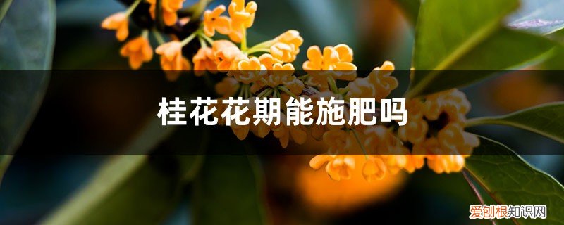 桂花花期如何施肥 桂花花期能施肥吗，开花时怎么浇水