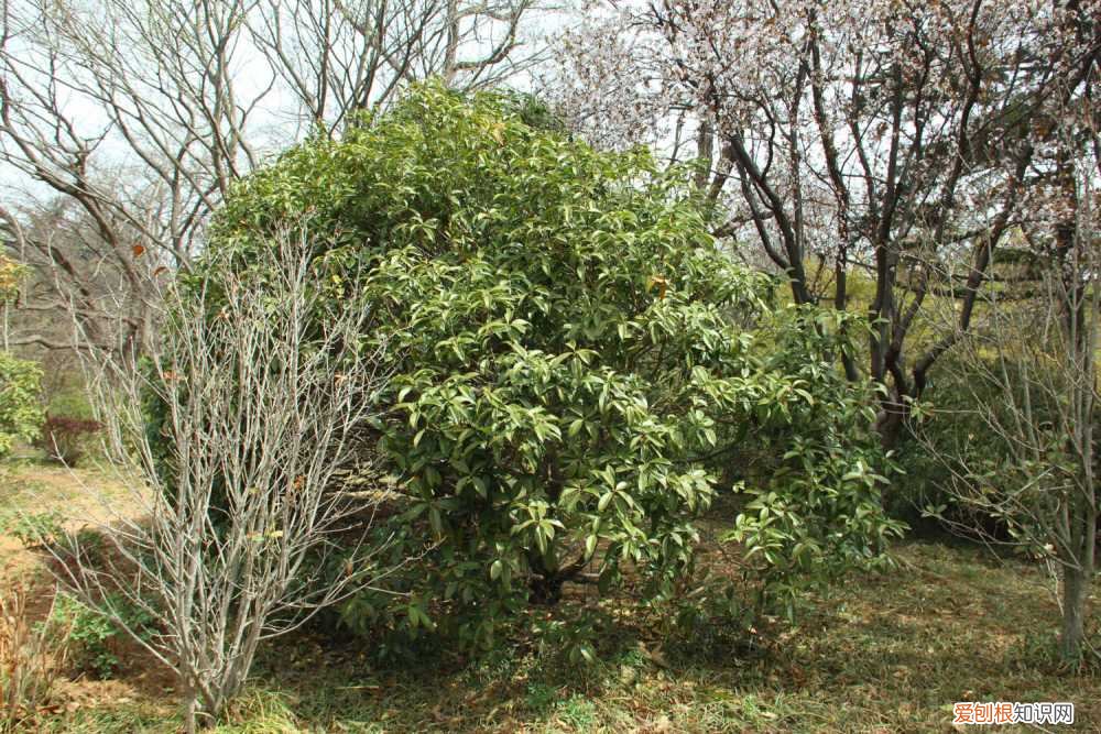 桂花花期如何施肥 桂花花期能施肥吗，开花时怎么浇水