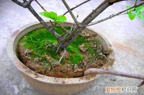 图 怎么样给花换盆换土 给花换盆换土注意事项