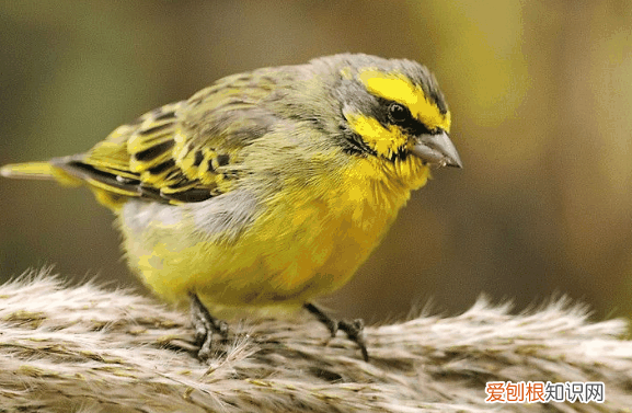如何养金青鸟才能大叫，青金鸟怎么养