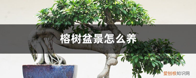 榕树盆景怎么养的方法 榕树盆景怎么养，榕树盆景图片