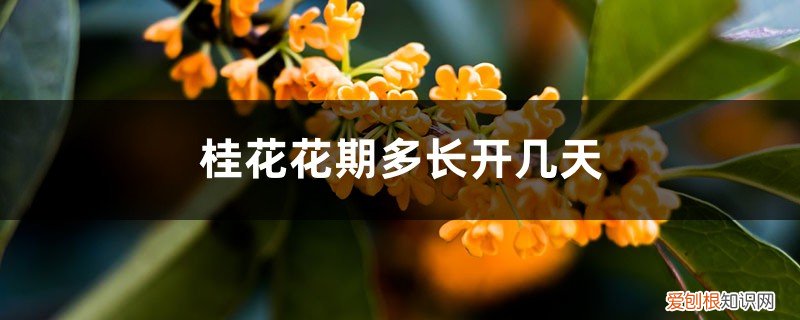 桂花花期很短 桂花花期多长开几天，影响花期长短的因素