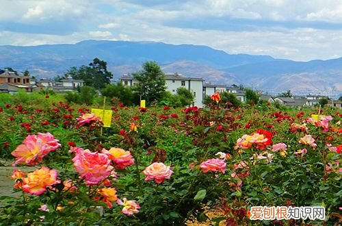图 玫瑰花怎么种植 玫瑰花的种植方法