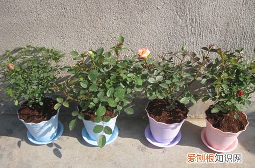 图 玫瑰花怎么种植 玫瑰花的种植方法