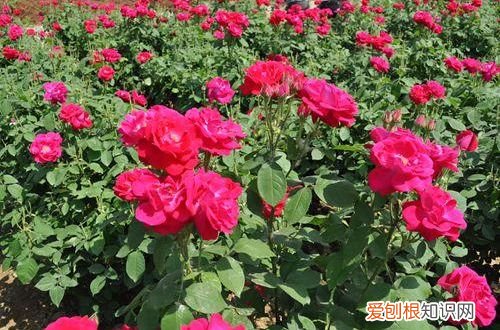图 玫瑰花怎么种植 玫瑰花的种植方法