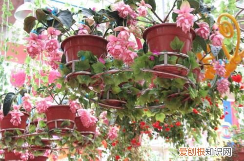 图 宝莲灯花怎么养 宝莲灯花的养殖方法和注意事项