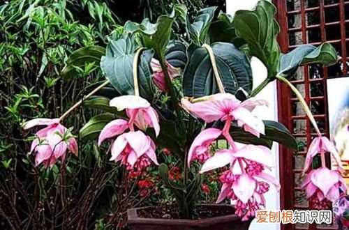 图 宝莲灯花怎么养 宝莲灯花的养殖方法和注意事项