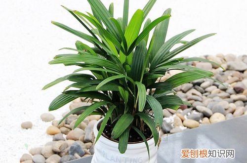 图 盆栽植物棕竹怎么养 盆栽棕竹多久浇水一次