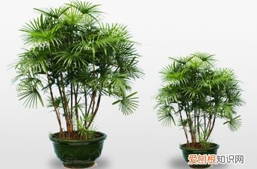 图 盆栽植物棕竹怎么养 盆栽棕竹多久浇水一次
