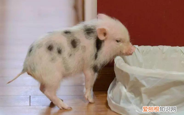 胡利亚尼猪是否长不大