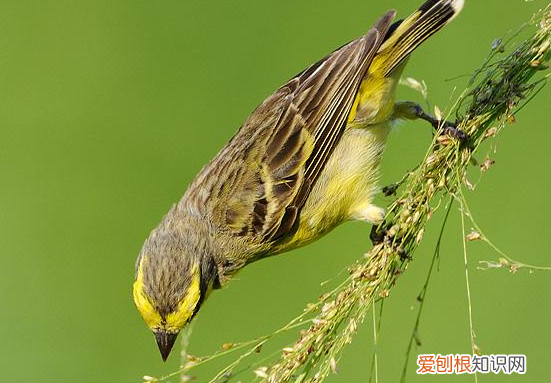 金青鸟怎么挑选，金青鸟怎么样