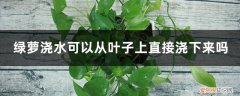 绿萝能在叶子上喷水吗 绿萝浇水可以从叶子上直接浇下来吗，可以喷叶子吗
