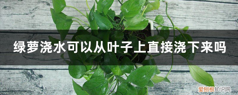 绿萝能在叶子上喷水吗 绿萝浇水可以从叶子上直接浇下来吗，可以喷叶子吗