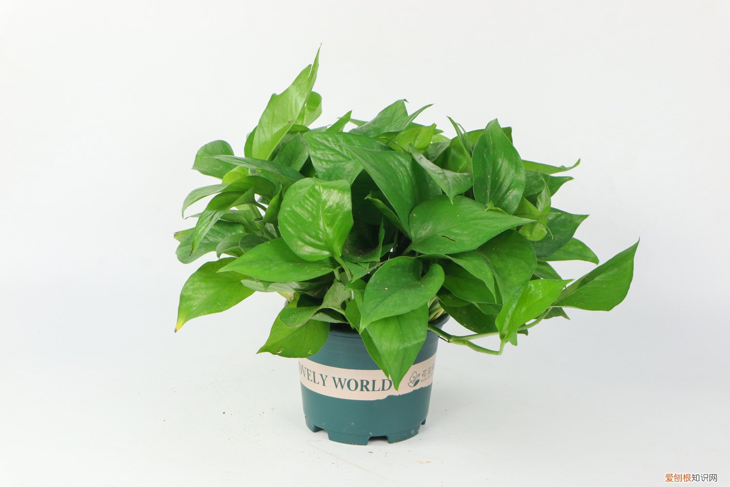 绿萝浇水多了会不会死,浇水时间长 绿萝浇水多了会不会死，浇水时间