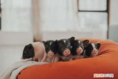 胡利亚尼猪多少钱一只