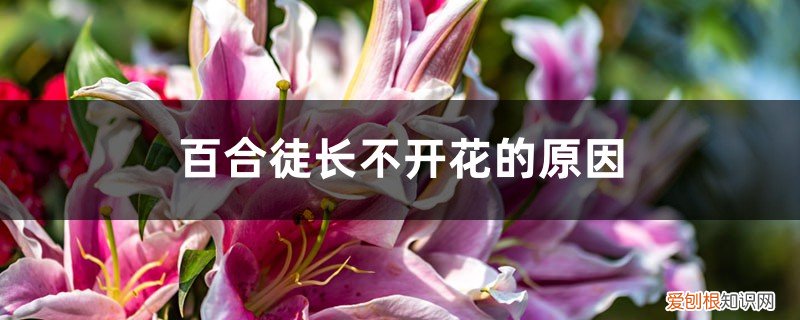 百合开花了怎么能延长花期 百合徒长不开花的原因，怎么催花