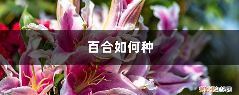 食用百合在家里怎么种 百合如何种，家中可以种百合吗