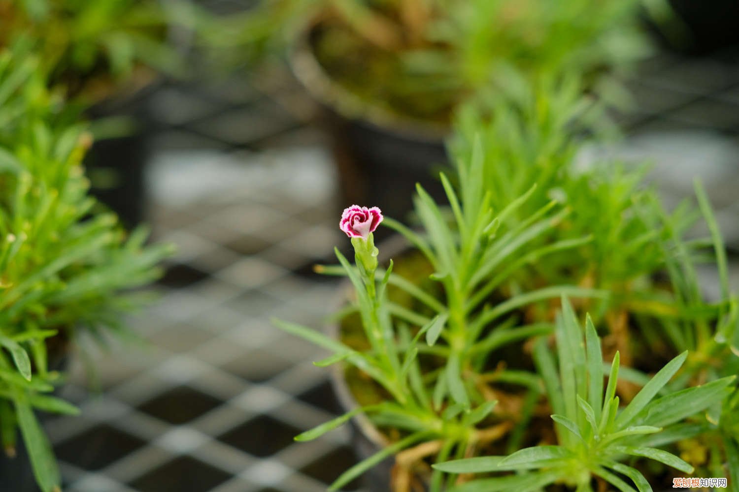 康乃馨什么季节播种 康乃馨什么时候播种,怎么播种