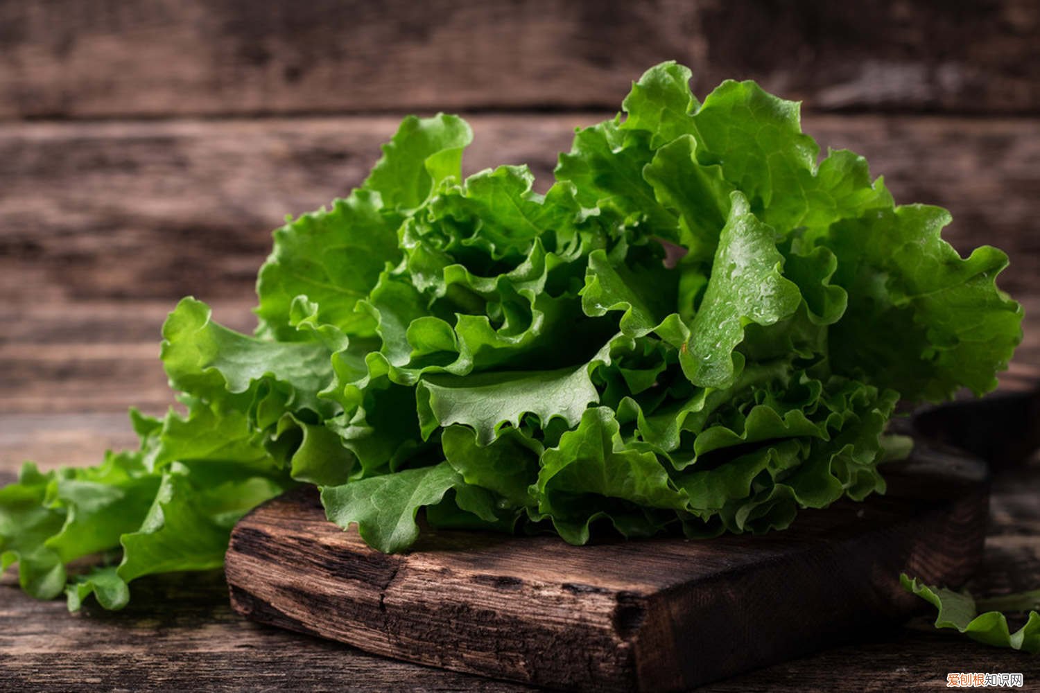 生菜怎么种,生菜图片欣赏 生菜怎么种，生菜图片