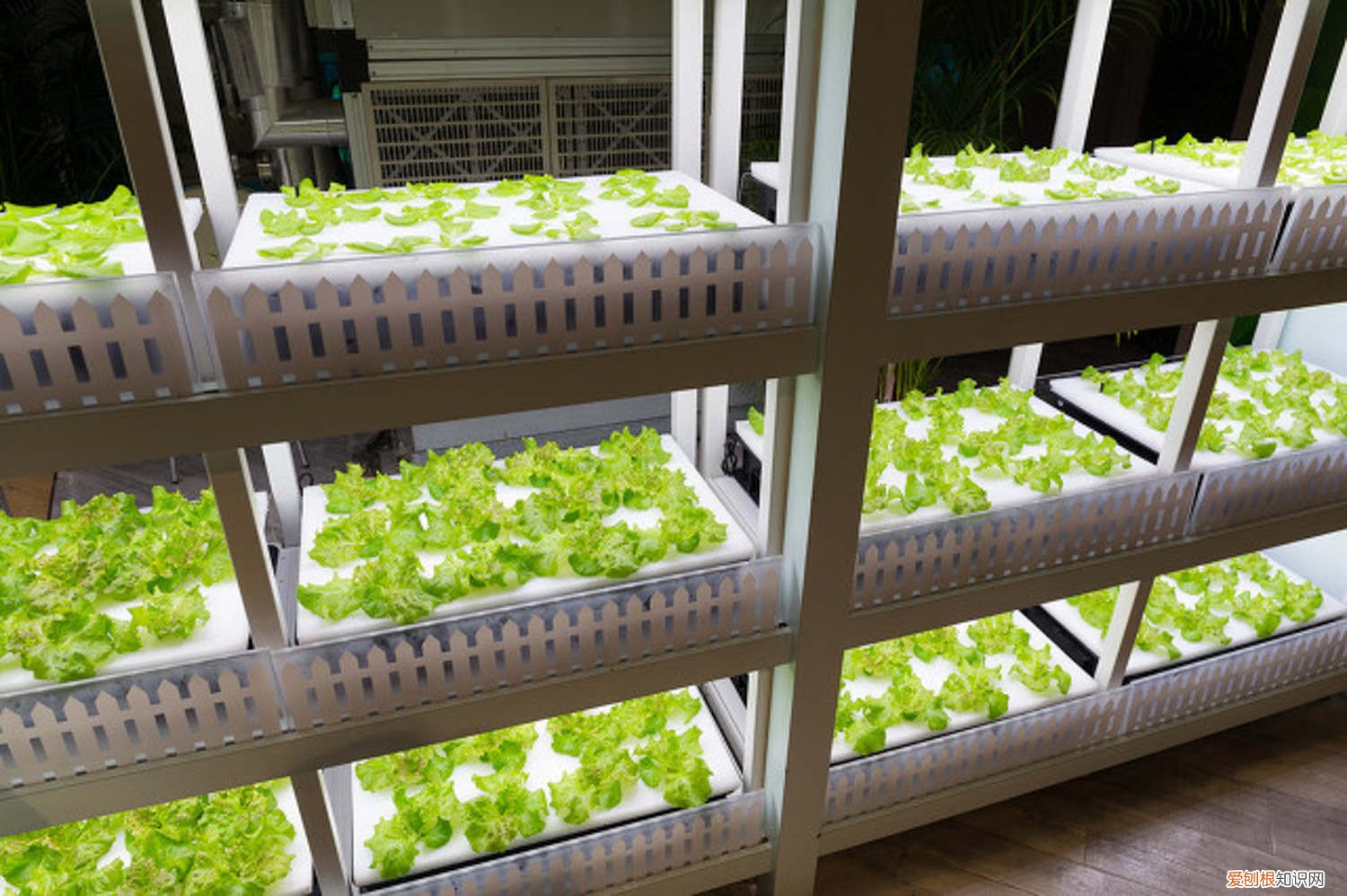 生菜怎么种,生菜图片欣赏 生菜怎么种，生菜图片