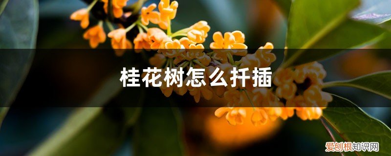 桂花树扦插法 桂花树怎么扦插,桂花树图片