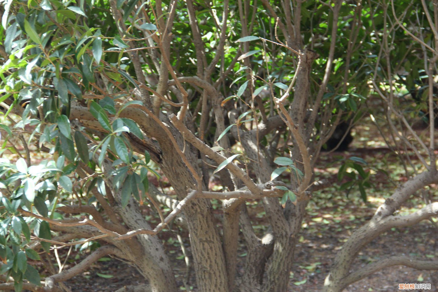 怎样种桂花树苗? 桂花树苗怎么种植方法，桂花树苗图片