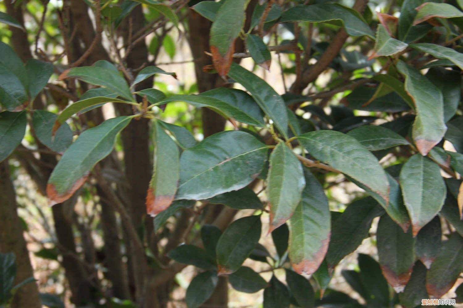 桂花苗的养殖方法 桂花苗怎么盆栽方法，盆栽金桂花怎么养