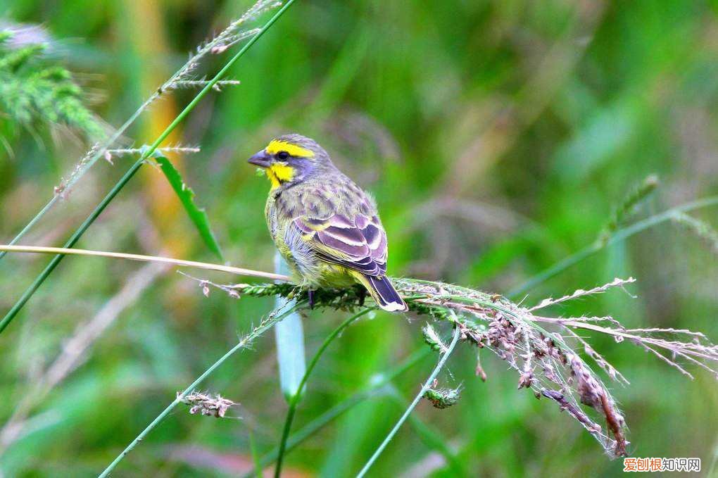 金青鸟不爱喝水怎么办,金青鸟没精神喂什么药