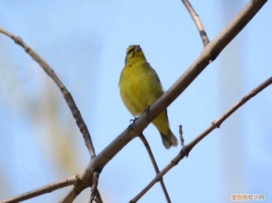 金青鸟为什么不黄,金青鸟合法吗