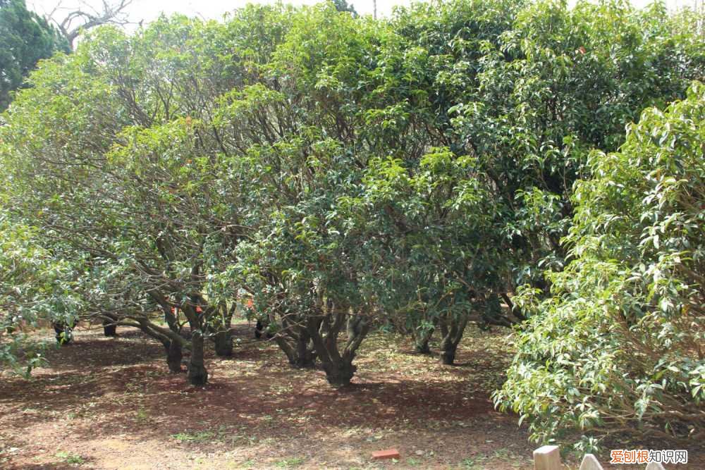 桂花苗怎么种植方法 桂花苗怎么培育，桂花苗如何移栽