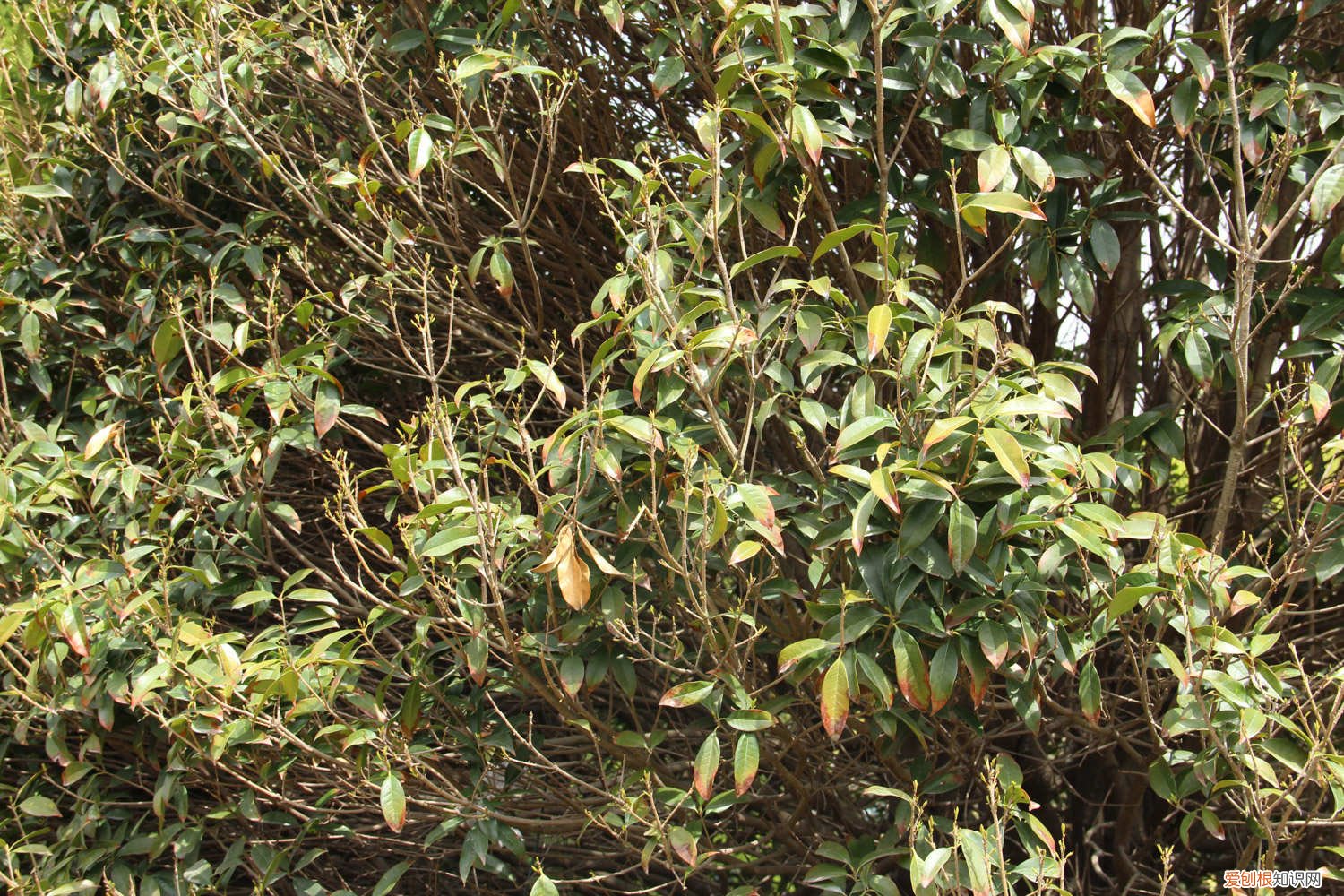 桂花树苗怎样培育出来 桂花树苗怎么培育，桂花树苗图片