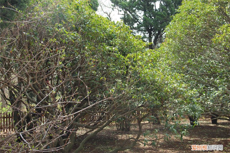 桂花苗什么时候可以种 桂花苗如何移栽,什么时候移栽好