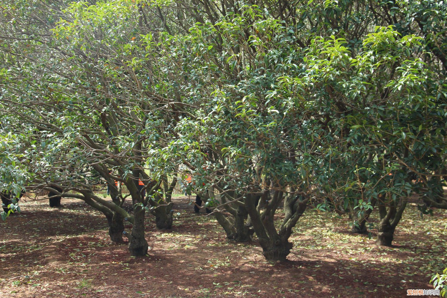 桂花苗什么时候可以种 桂花苗如何移栽,什么时候移栽好