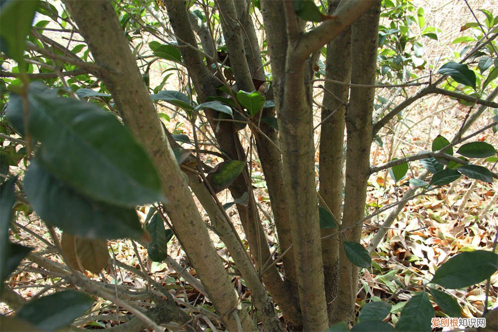 桂花树家里怎么养才长得好 桂花树怎么养才长得好，桂花树图片
