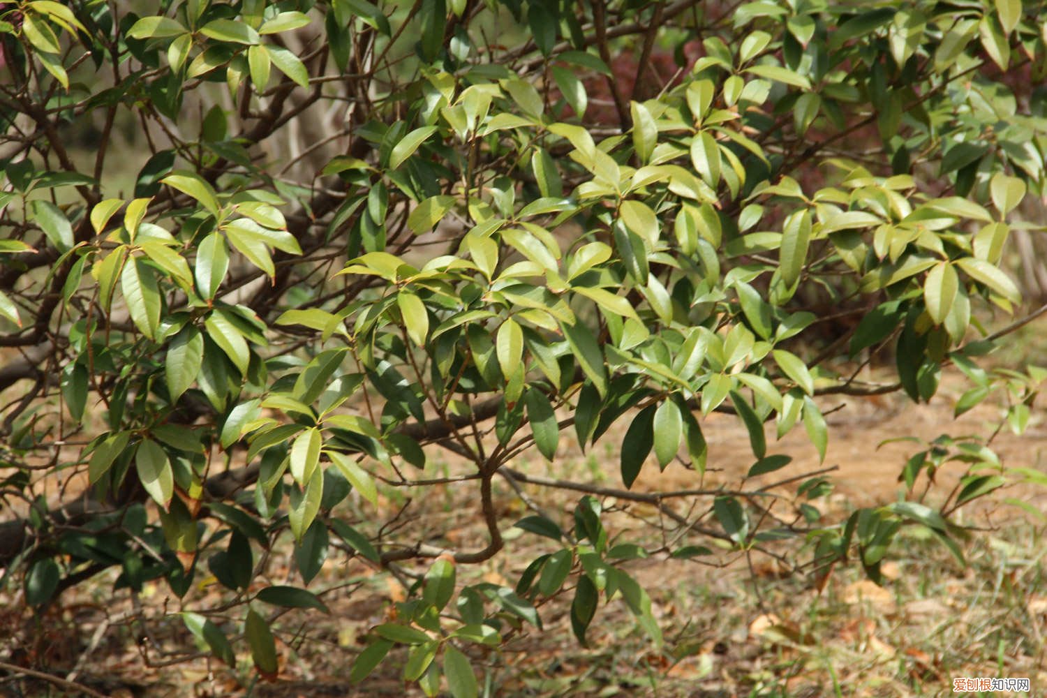 桂花树家里怎么养才长得好 桂花树怎么养才长得好，桂花树图片