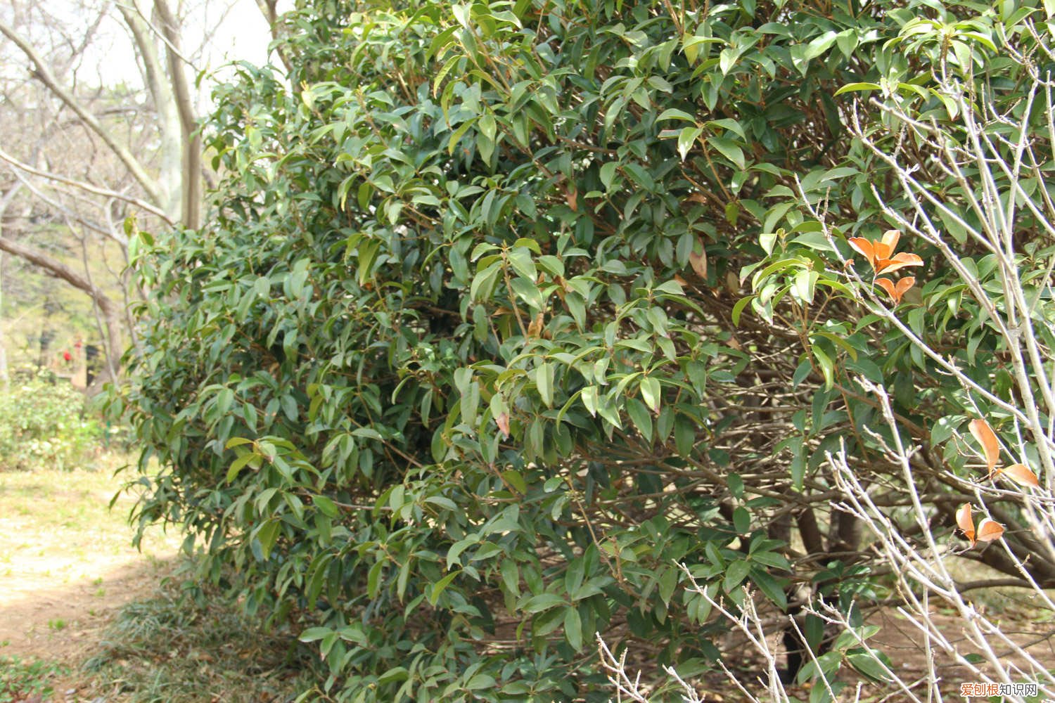 桂花树家里怎么养才长得好 桂花树怎么养才长得好，桂花树图片