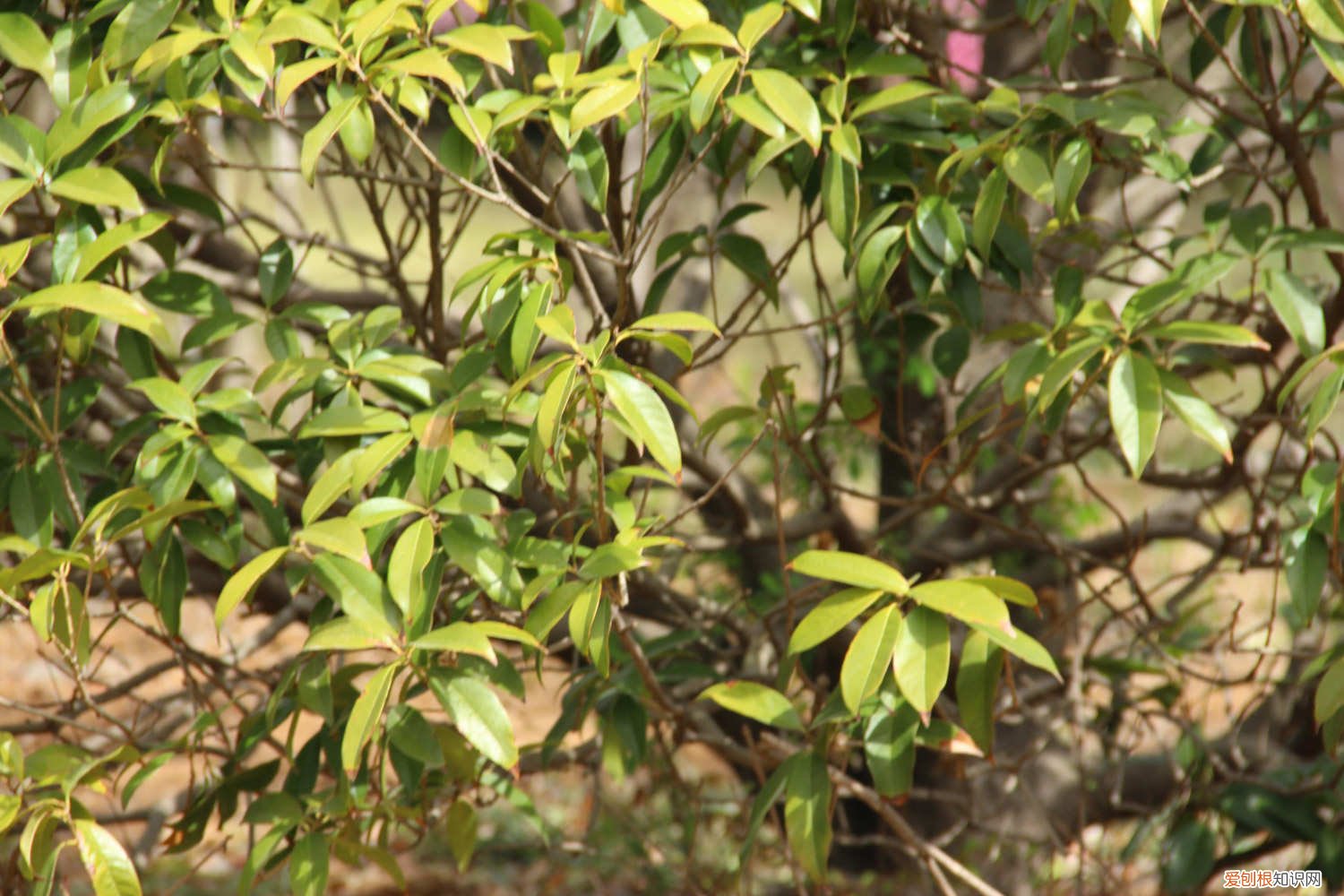 桂花树家里怎么养才长得好 桂花树怎么养才长得好，桂花树图片