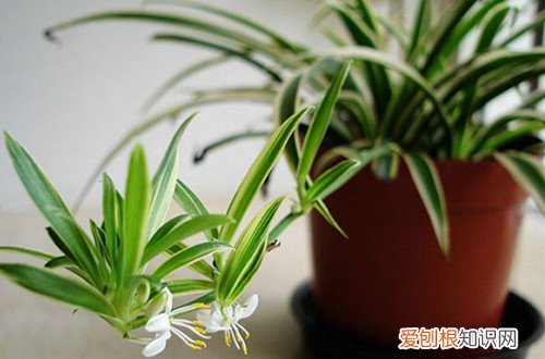 图 没有阳光怎么养花 养花没有阳光怎么办