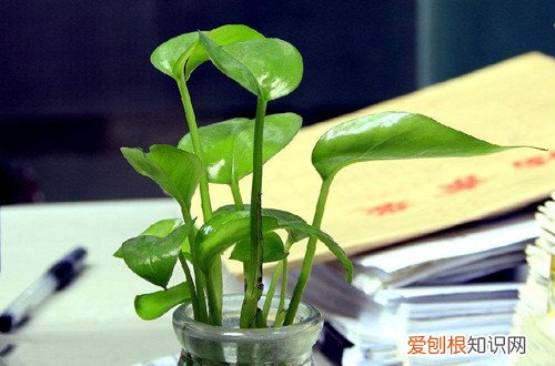 图 绿箩用什么土比较好养 养绿萝的土怎么配