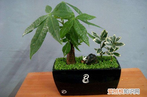 图 发财树需要松土吗 怎么给发财树松土、注意事项有哪些