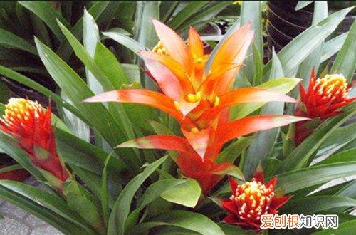 图 红运当头怎么养 红运当头的养殖方法和注意事项