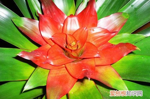 图 红运当头怎么养 红运当头的养殖方法和注意事项