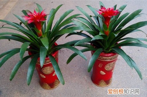 图 红运当头怎么养 红运当头的养殖方法和注意事项