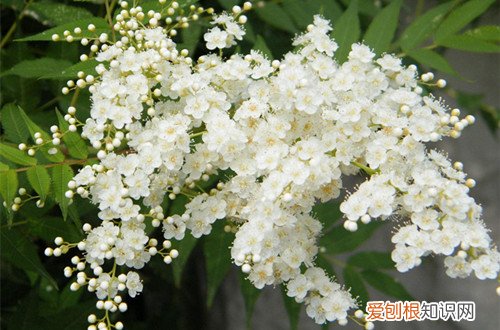 图 珍珠梅怎么养 珍珠梅的养殖方法和注意事项