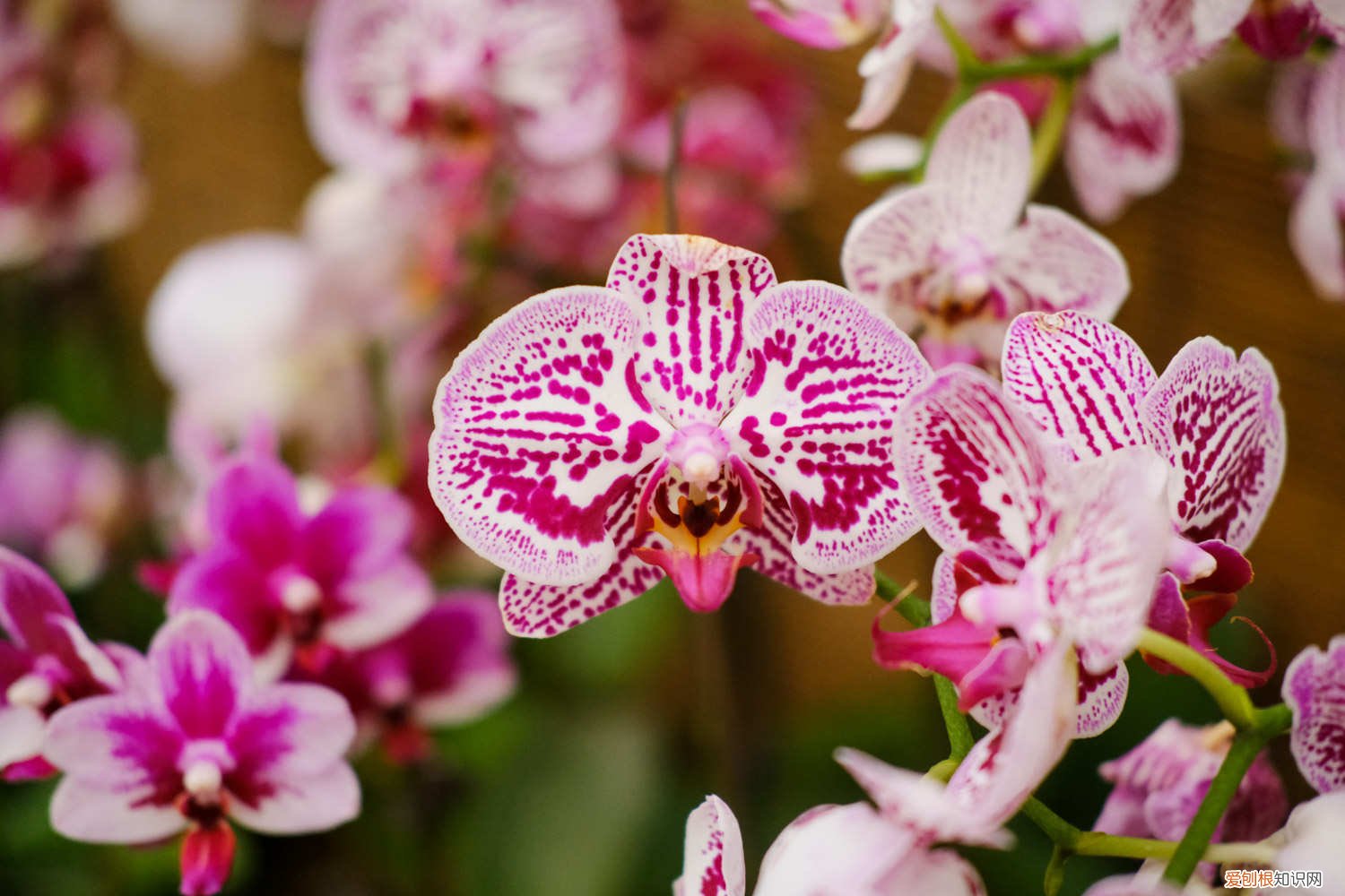 蝴蝶兰怎么种用什么土栽培最好 蝴蝶兰怎么配土，适合用什么土栽培