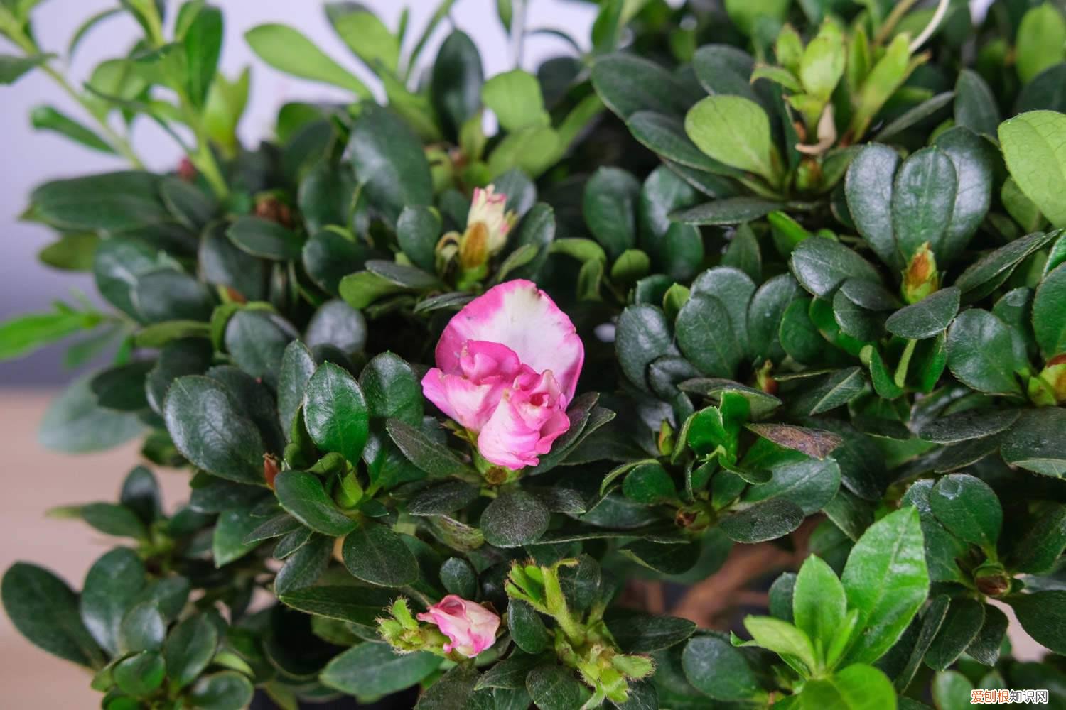 家养观赏杜鹃花怎么养 家庭养法介绍 杜鹃花怎么养